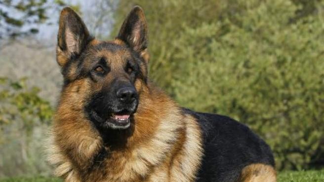 El perro que fue enterrado vivo y escapó de su propia tumba | Redes