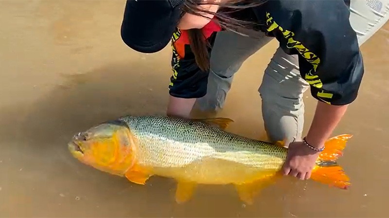 Pescadora capturó un dorado de 14 kilos y mostró la devolución al río Paraná | Información General
