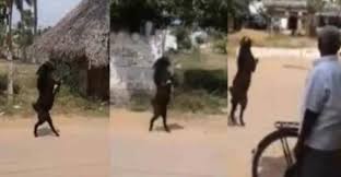 Video: terror en un pueblo por una cabra que camina en dos patas | Redes