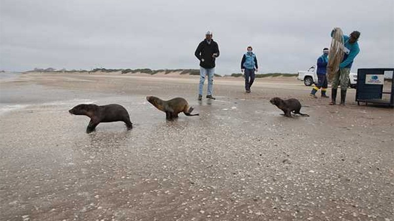Tres lobos marinos rehabilitados fueron devueltos al mar en las playas de San Clemente del Tuyú | Información General