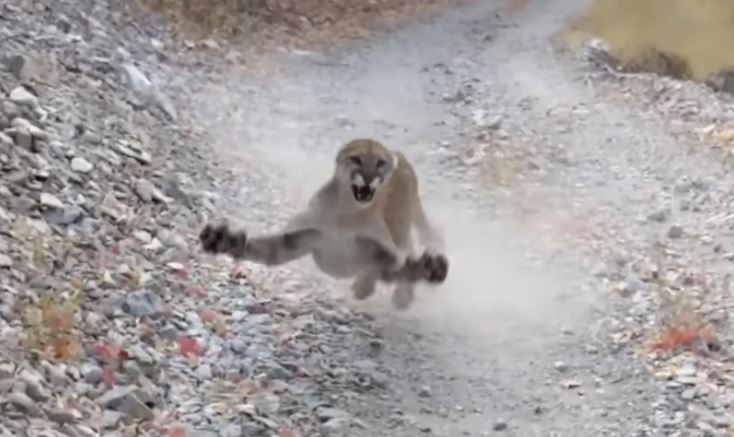 Video: Un puma persigue a un runner para proteger a sus crías | Redes