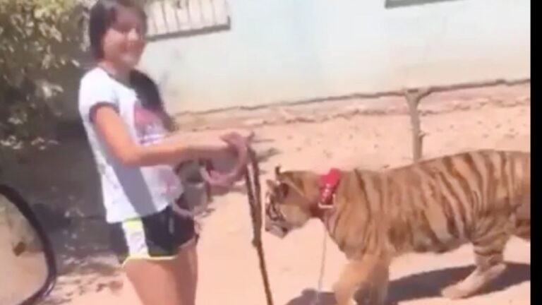 Video: la nena que pasea un tigre por las calles de su ciudad como si fuese un perrito | Redes