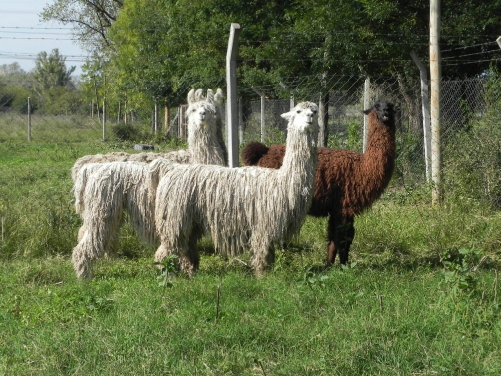 Científicos argentinos neutralizan el coronavirus con anticuerpos derivados de llamas y huevos | Información General