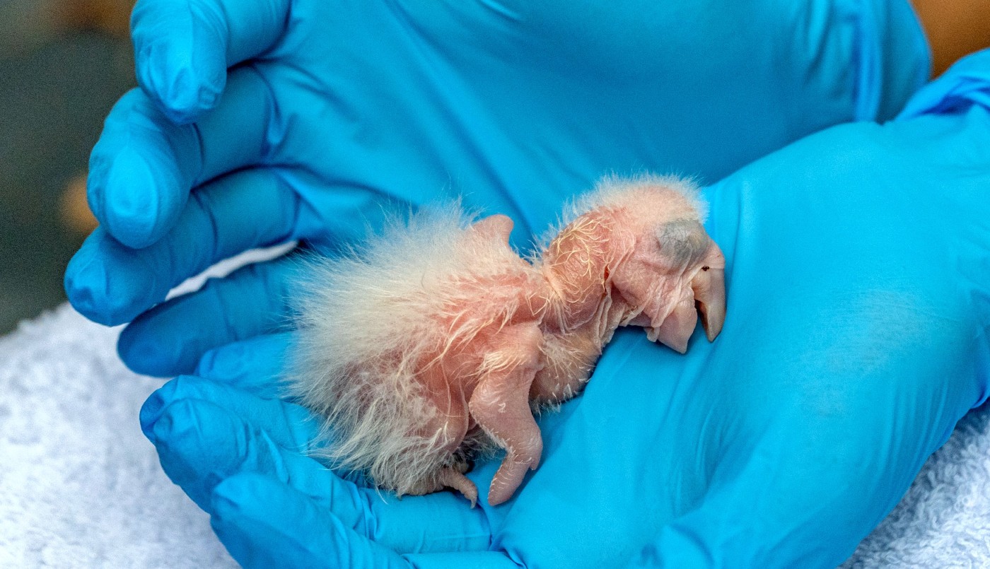 Nacieron tres guacamayos rojos en el Iberá, un "gran paso" para recuperar la especie | Nacionales