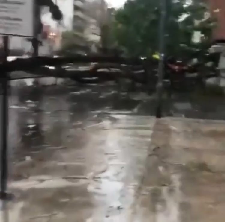 Video: cayó un árbol en pleno Boulevard Gálvez | Noticias