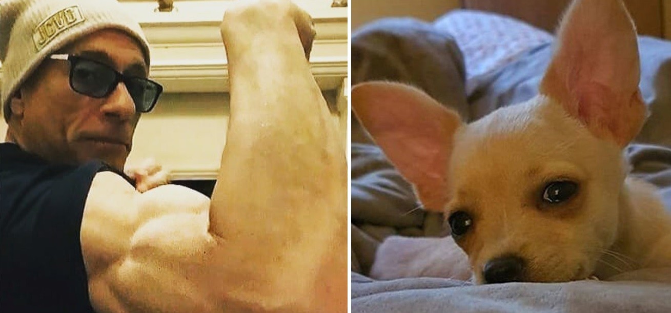 Van Damme héroe: salvó a una perra chihuaha de ser sacrificada por un conflicto diplomático | Espectaculos