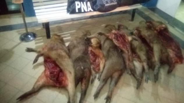 Fueron a buscar responsables de las quemas en las islas y encontraron cazadores furtivos | Información General