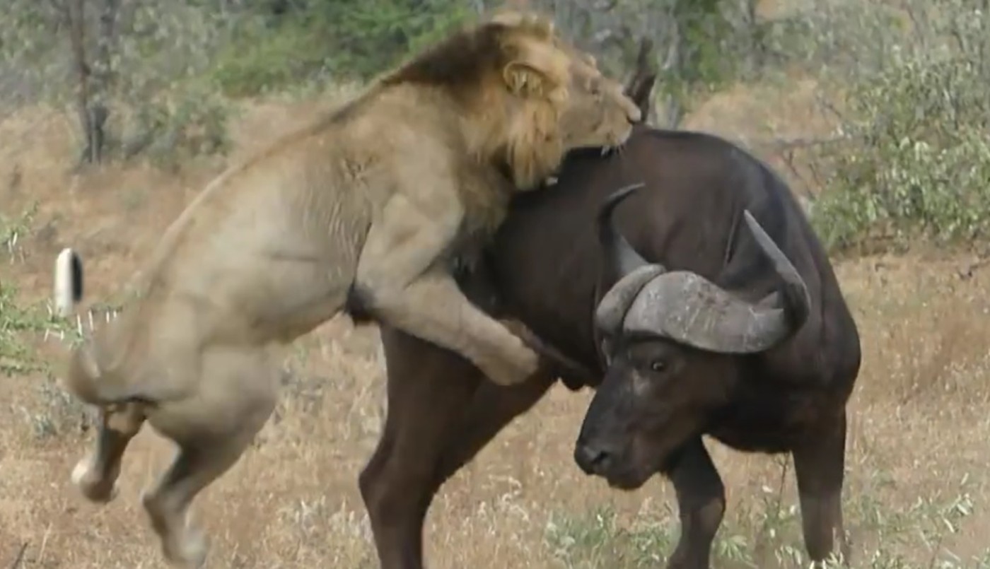 Graban el mortal ataque de una manada de leones a un búfalo con la pata rota | Redes