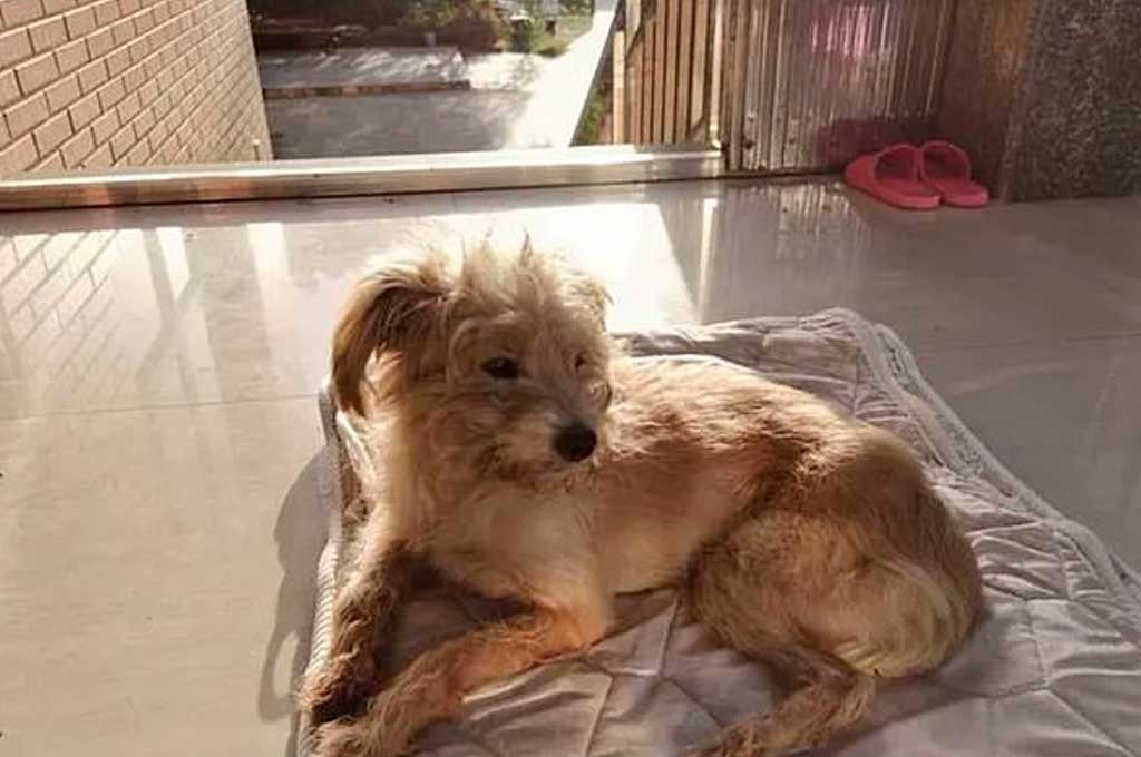 Un perro camina 50 kilómetros en 26 días para volver a su hogar | Redes