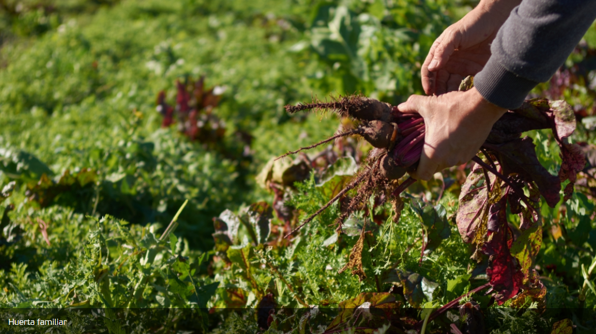 Huerta Familiar: Comienza el registro de interesados para obtener el kit de semillas para la campaña primavera-verano | Información General
