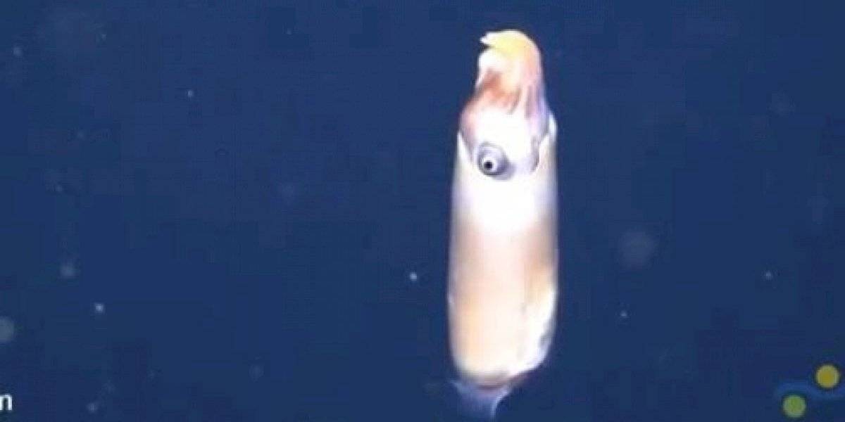 Video: la sorpresa de los científicos al hallar un extraño calamar en el fondo del mar | Redes