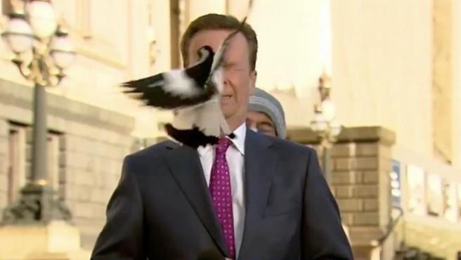 Video: la urraca que atacó en vivo a un cronista de televisión | Redes