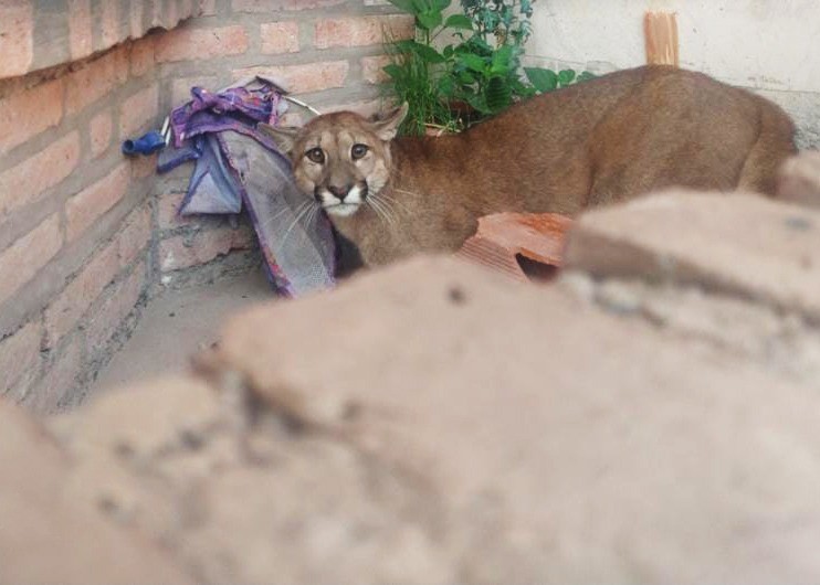 Jujuy: salió de su casa y encontró un puma en la puerta | Nacionales