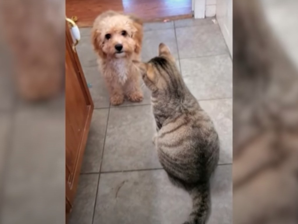 Video viral: el perrito que fue a buscar "refuerzos" para poder enfrentar a un gato | Redes