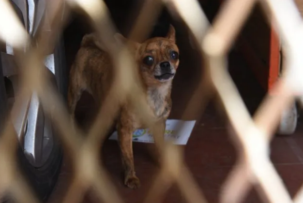 Imputarán mañana a la mujer que tenía 199 perros dentro de la casa | Judiciales