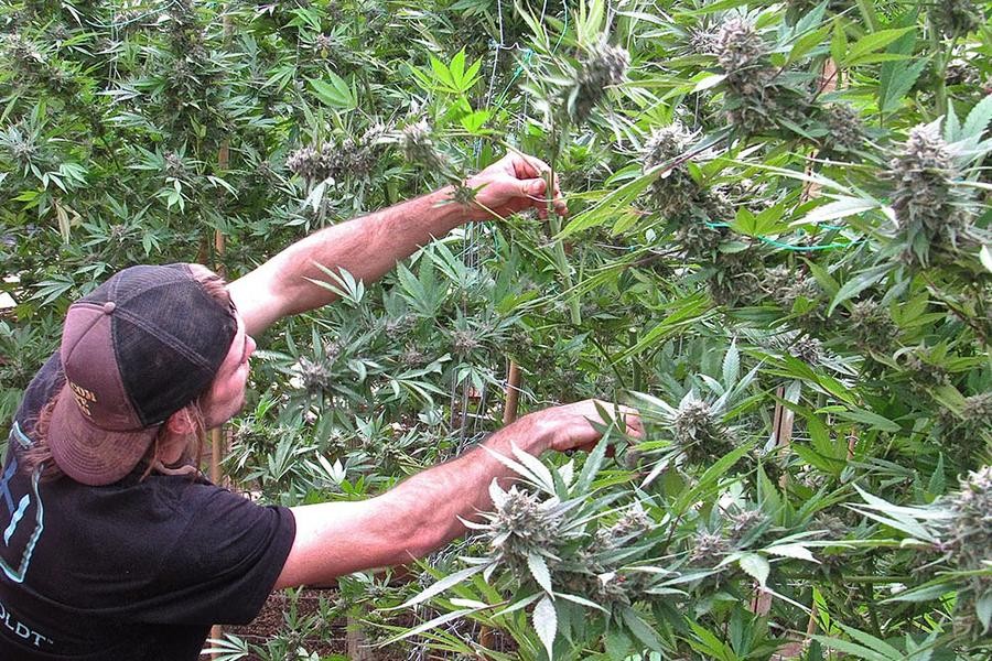 Lanzan la primera encuesta nacional de personas que usan cannabis en Argentina | Nacionales