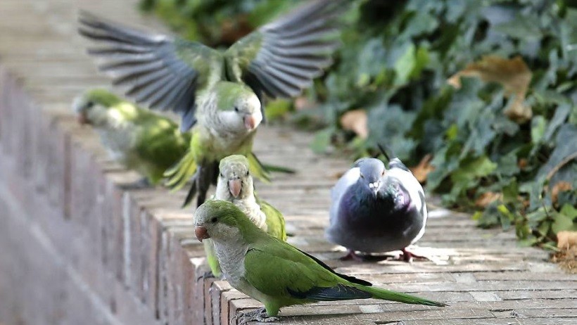 Mendoza: declaran plaga a las "cotorritas" | Nacionales