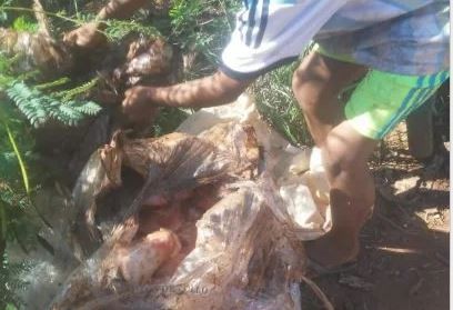 Familias desentierran pollos en mal estado que fueron decomisados en Iguazú | Información General