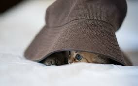 ¿En qué sombrero está el gato?: solo 36 % de las personas pueden resolver este acertijo | Redes