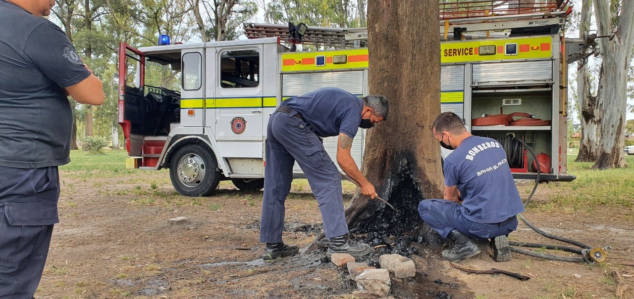 Para hacer un asado en un parque, quemaron un árbol de 120 años: ahora deberán removerlo | Información General