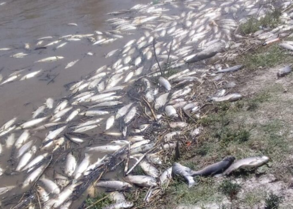 Preocupa la mortandad de peces en el Salado a la altura de Recreo | Noticias