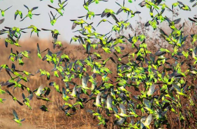 Las cotorras avanzan sobre provincias argentinas tras invadir vastas zonas de otros países | Información General