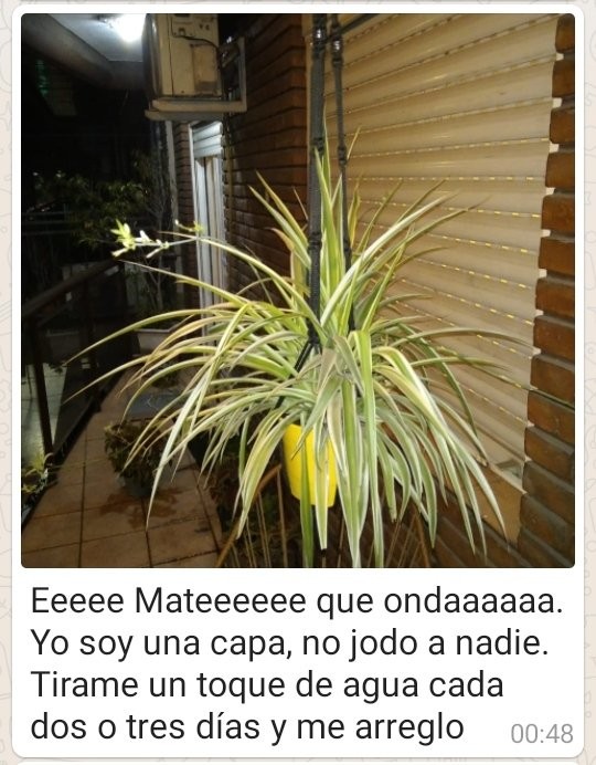 Las insólitas recomendaciones que dejó un chico para que le cuiden las plantas | Redes