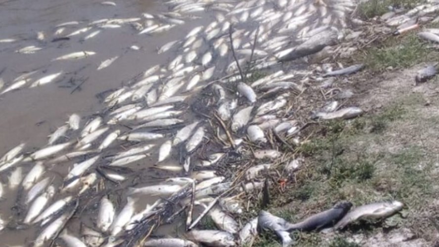 Mortandad de peces: primeros informes lo vinculan con la bajante del río | Noticias