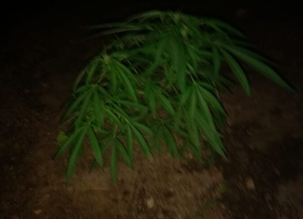 Buscaban el paradero de un hombre y encontraron una gran plantación de marihuana | Noticias