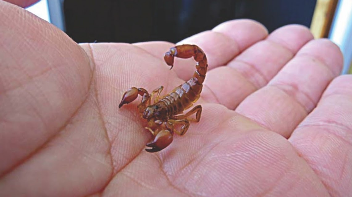 Ante la presencia de alacranes, el Ministerio de Salud brinda recomendaciones | Noticias