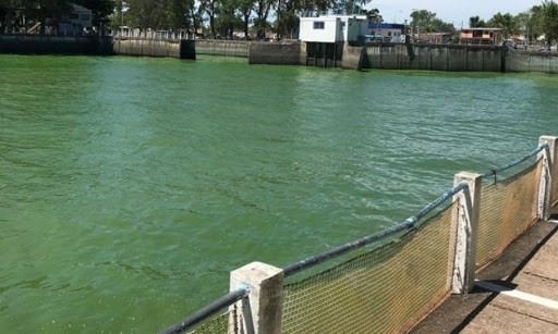 Colocarán barreras especiales ante las cianobacterias en el Río de la Plata | Nacionales
