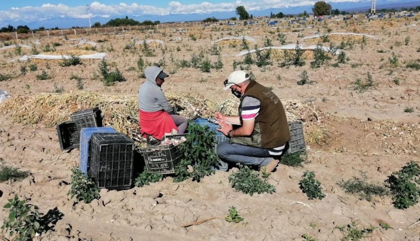 Detectan 7 niños en situación de trabajo infantil en establecimientos rurales de Mendoza | Nacionales