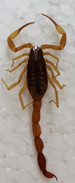 Alacranes: Recomendaciones de la UNL ante su aparición | Información General