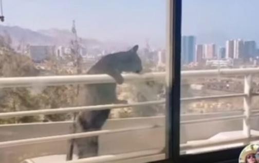 Video de TikTok: colgó a su gato del balcón para sumar likes y fue repudiada en las redes | Redes