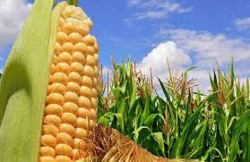 El Ministerio de Agricultura de la Nación suspendió la exportación de maíz | Nacionales