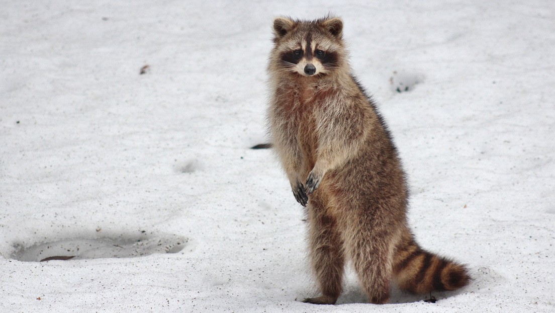 La reacción de un mapache cuando lo recatan de un lago congelado | Redes