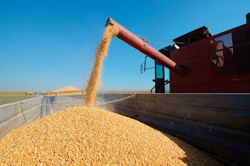 Restricción a la exportación de maíz: afirman que se perderán 810 millones de dólares | Noticias