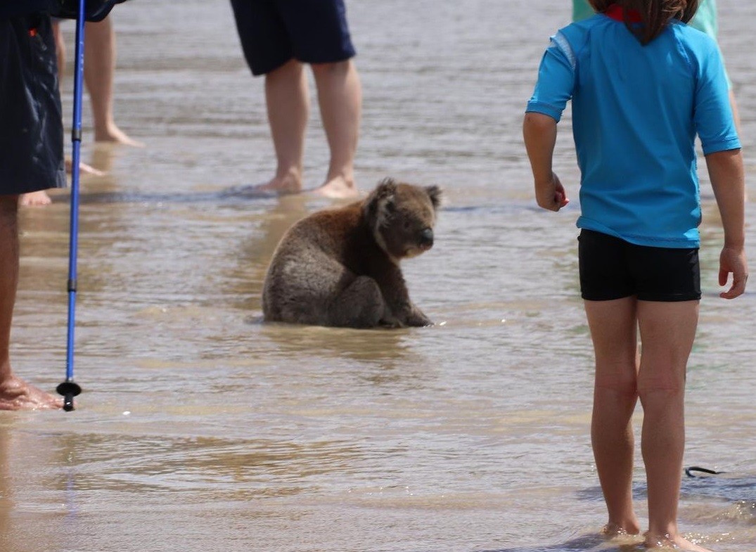 Video: un koala sorprendió a los veraneantes en la playa y una especialista lanzó una advertencia | Redes