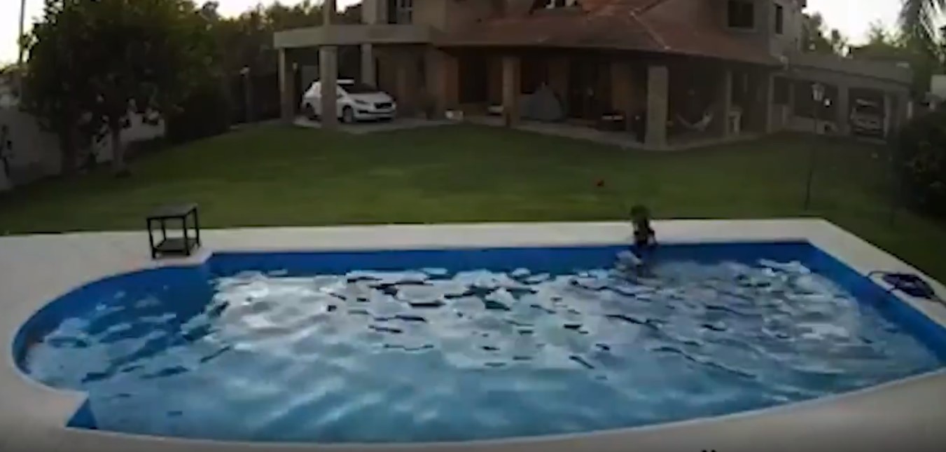 Video: una perra rescató a su amiga ciega de morir ahogada en una pileta | Información General