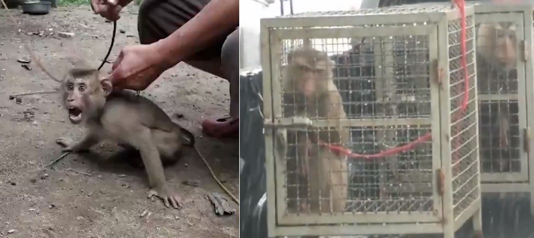 Video: esclavizan monos y los hacen trabajar en la industria del coco | Redes