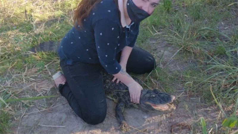 Murió un yacaré que se habría comido un caniche: denuncian que lo capturaron con un anzuelo | Nacionales