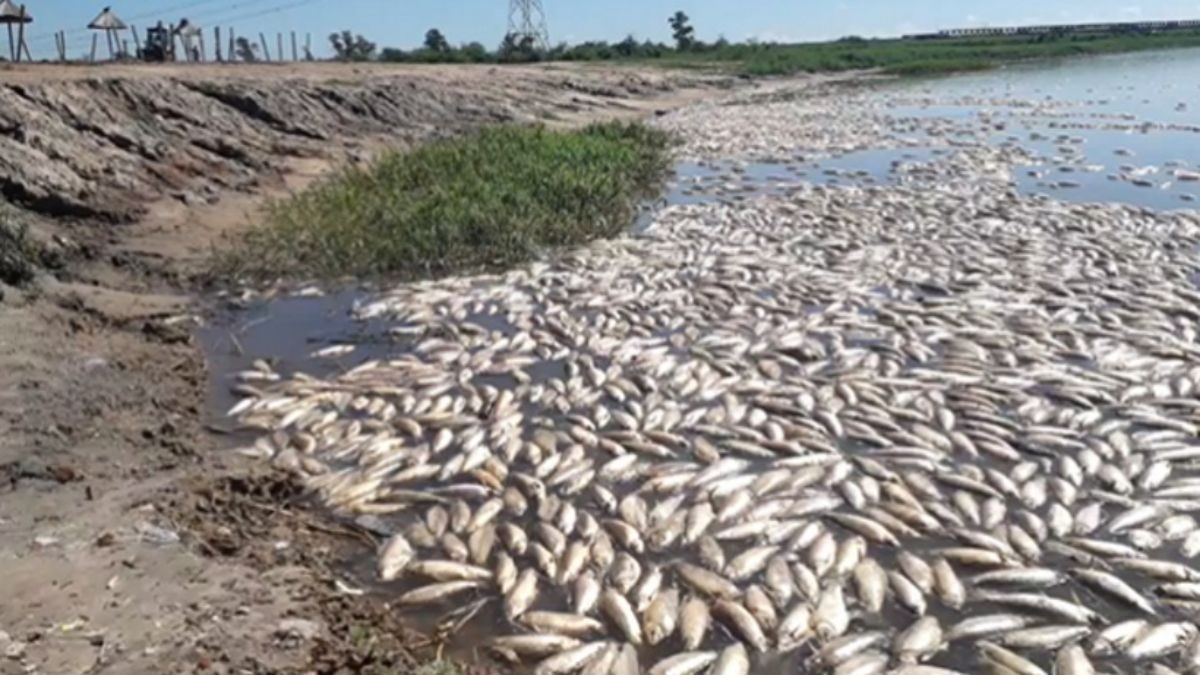 Hallaron herbicidas e insecticidas en el agua y los peces del Río Salado | Noticias