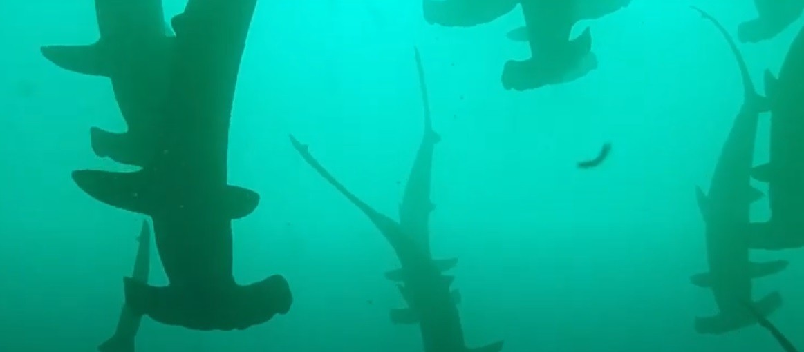 Video: practicaba submarinismo y le pasaron por encima "200 tiburones martillo" | Redes