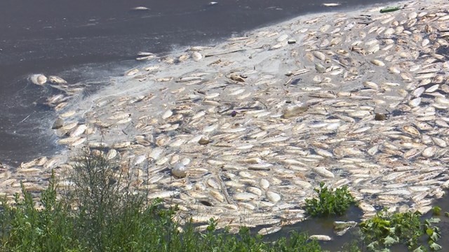 El Gobierno descartó que la mortandad de peces se deba a los contaminantes | Noticias