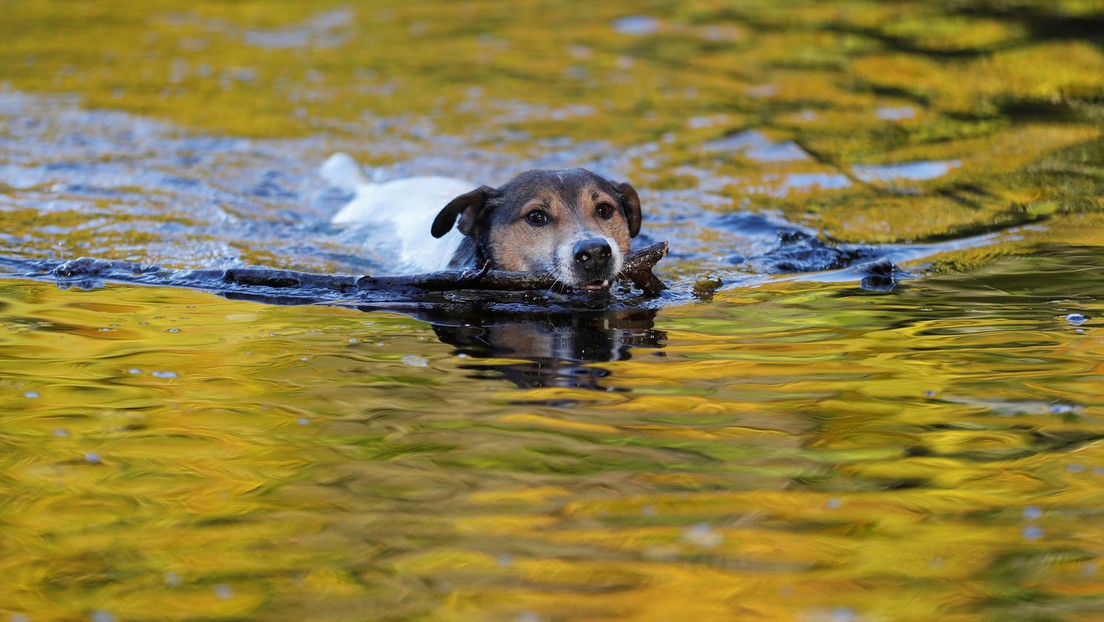 Un jardinero arriesga su vida para rescatar a un perro arrastrado por el agua de una represa | Redes