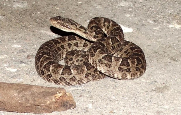 Alertan por la presencia de serpientes ante la bajante del rio | Información General