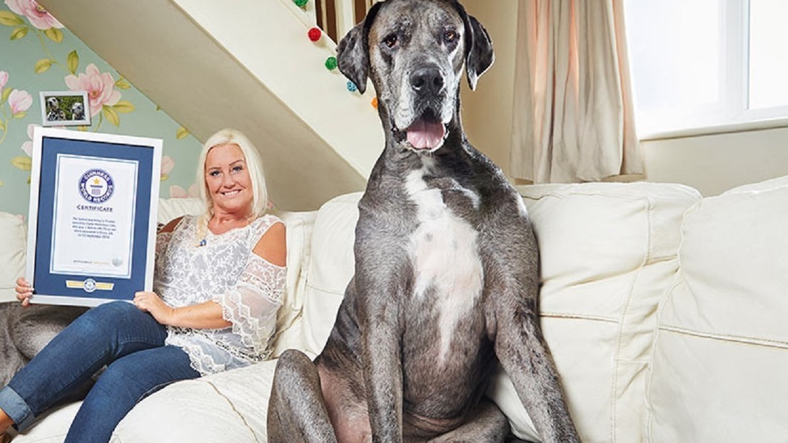 Muere a los 8 años y medio el perro más alto del mundo | Redes