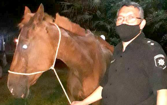 Ley Sarmiento: asistieron a un equino con riesgo de vida y trasladaron a un hombre | Información General