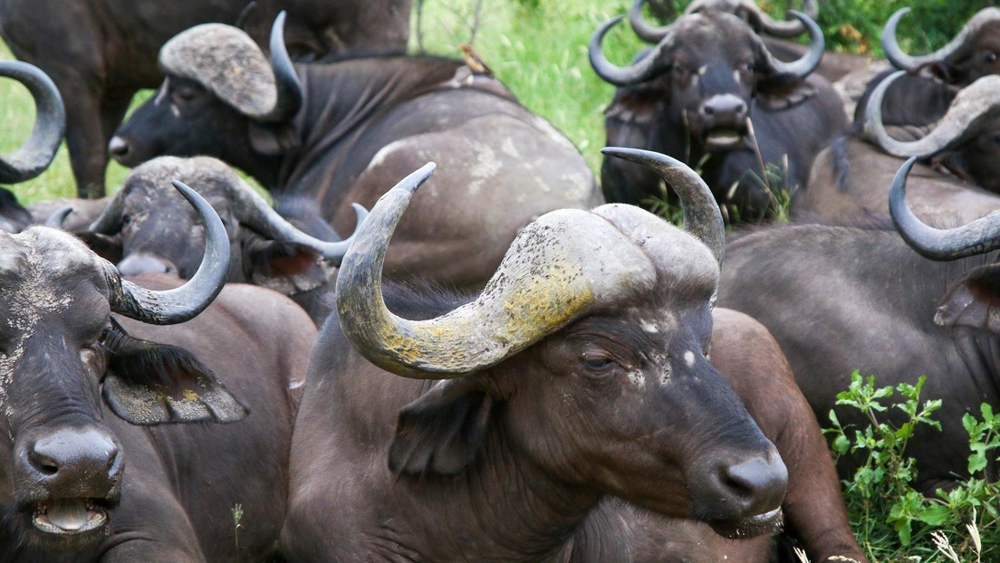 Una manada de búfalos ataca a un leopardo para salvar a una de sus crías de las fauces del felino | Redes