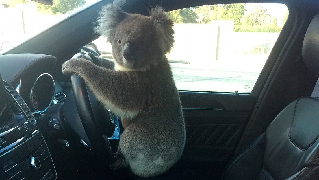 Un koala posa al volante tras causar un choque múltiple en una autopista australiana | Redes